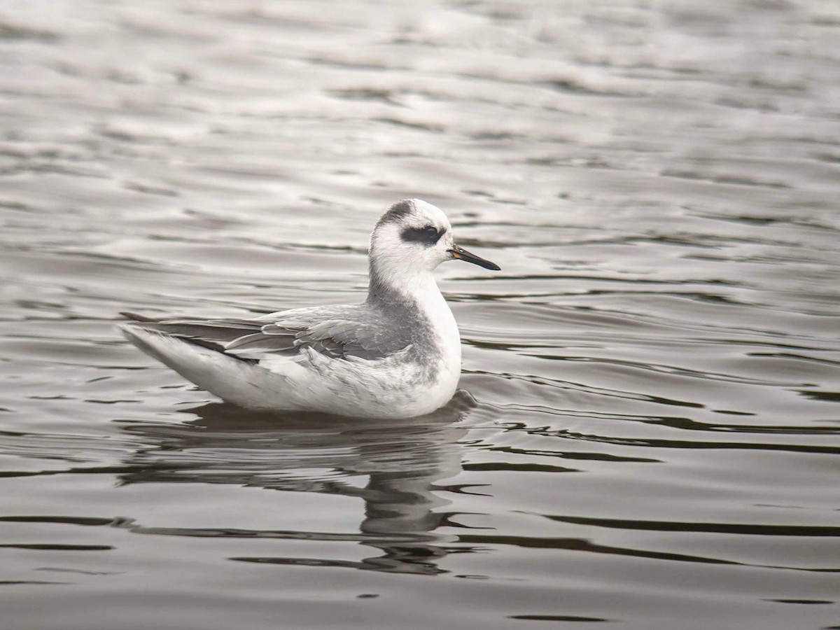 Red Phalarope - Raphaël Nussbaumer