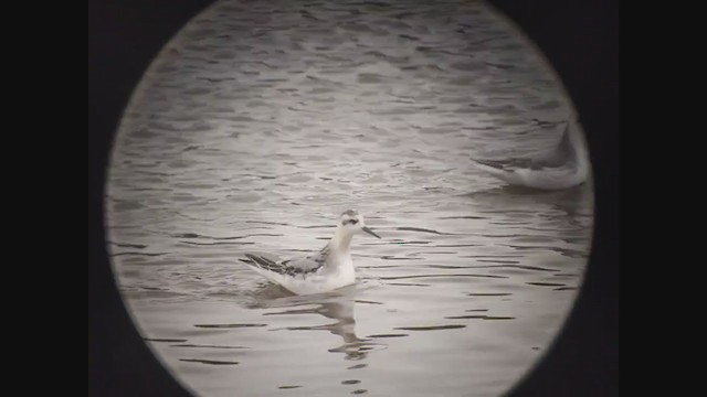 Red Phalarope - ML266839451