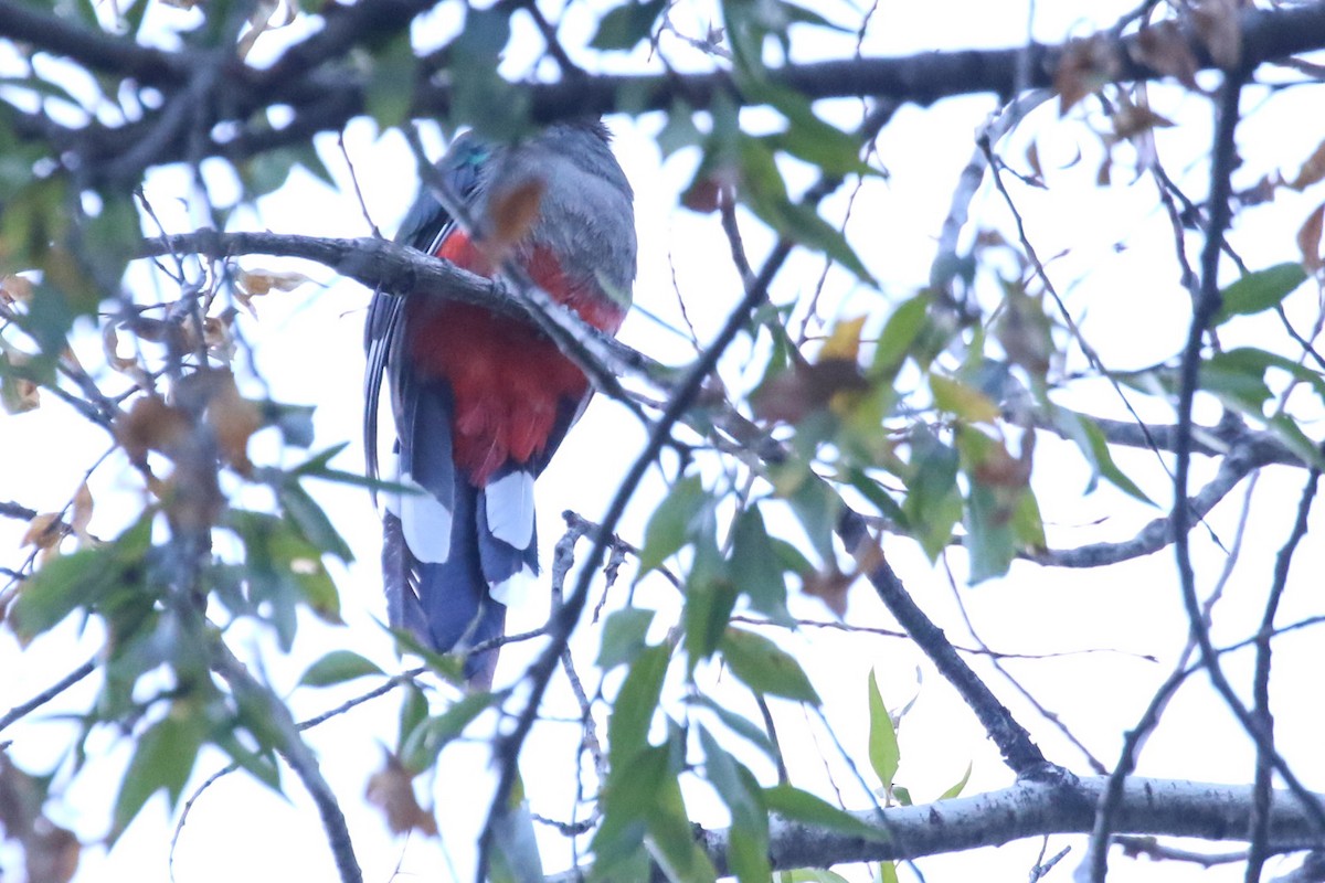 Eared Quetzal - ML266839631