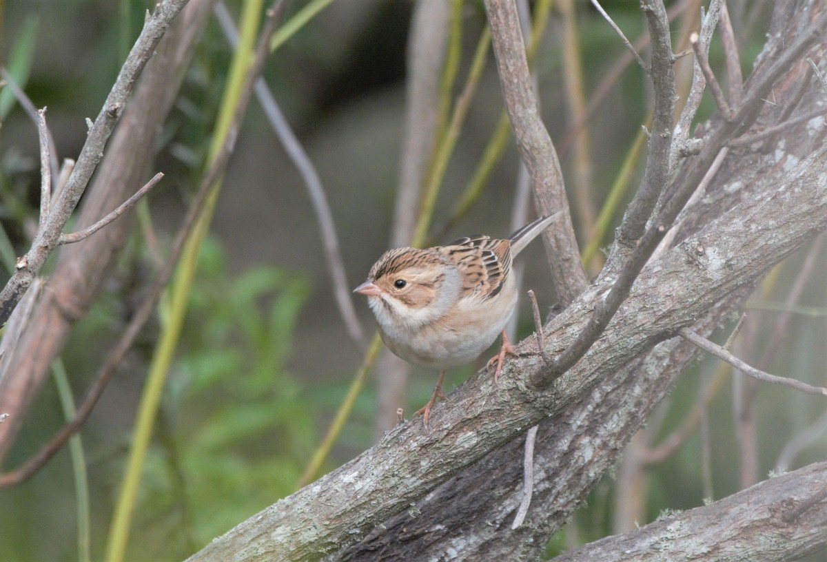 Clay-colored Sparrow - Collin Stempien