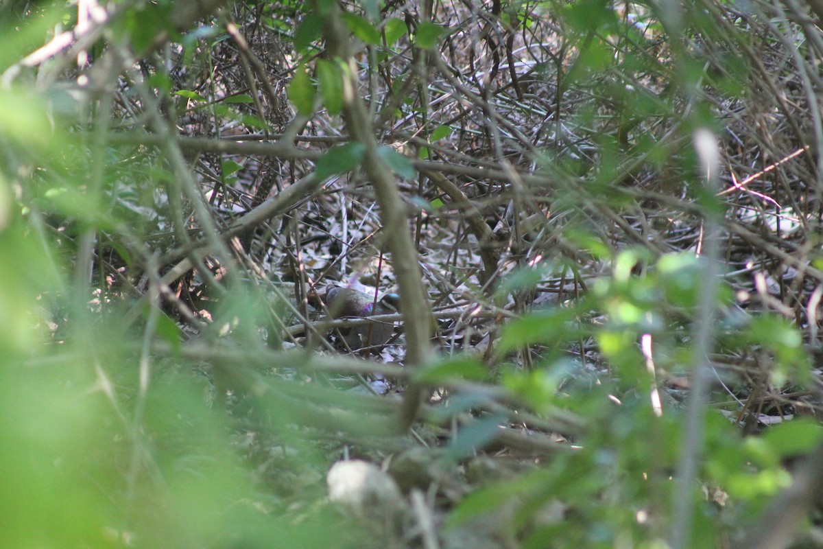 Key West Quail-Dove - ML266841271