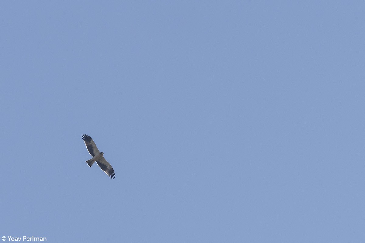 Booted Eagle - ML266841331