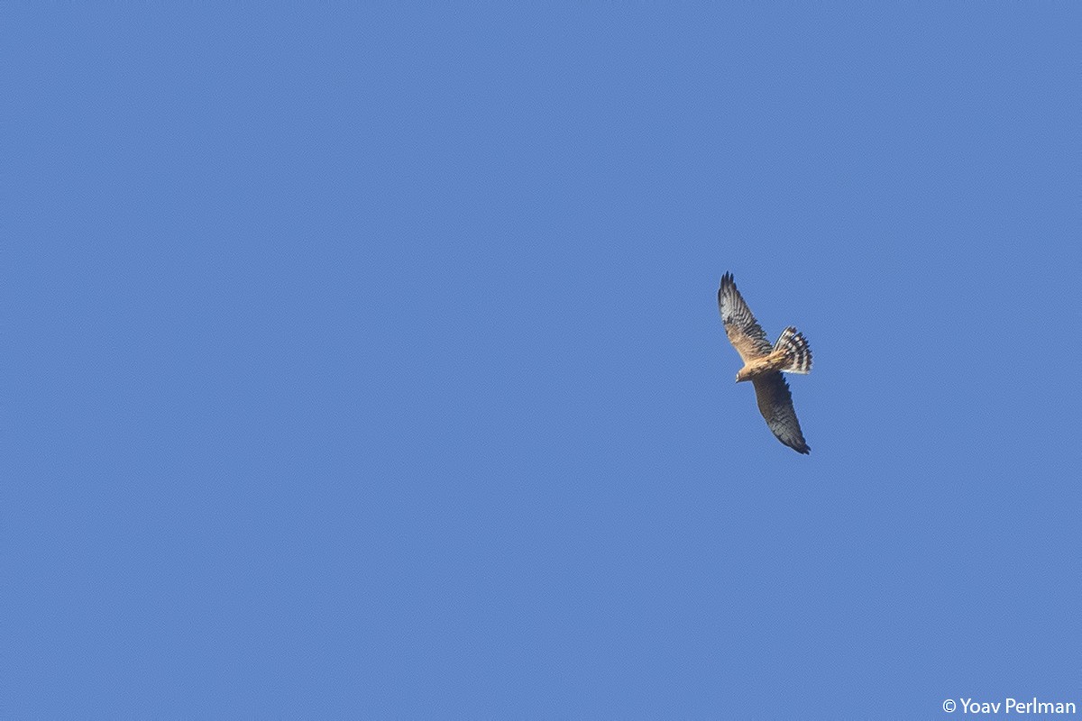 Pallid Harrier - ML266841351