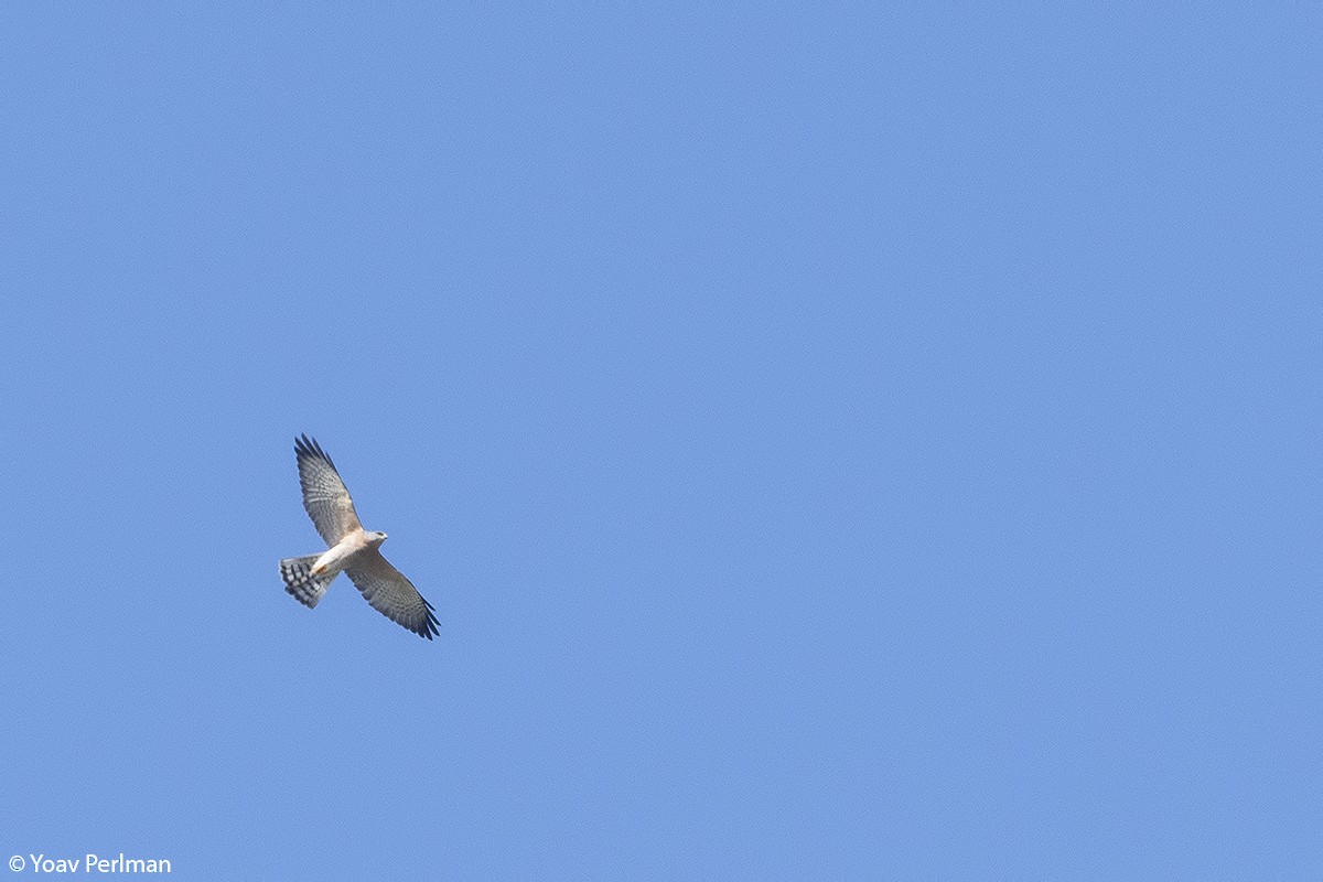 Levant Sparrowhawk - ML266841381