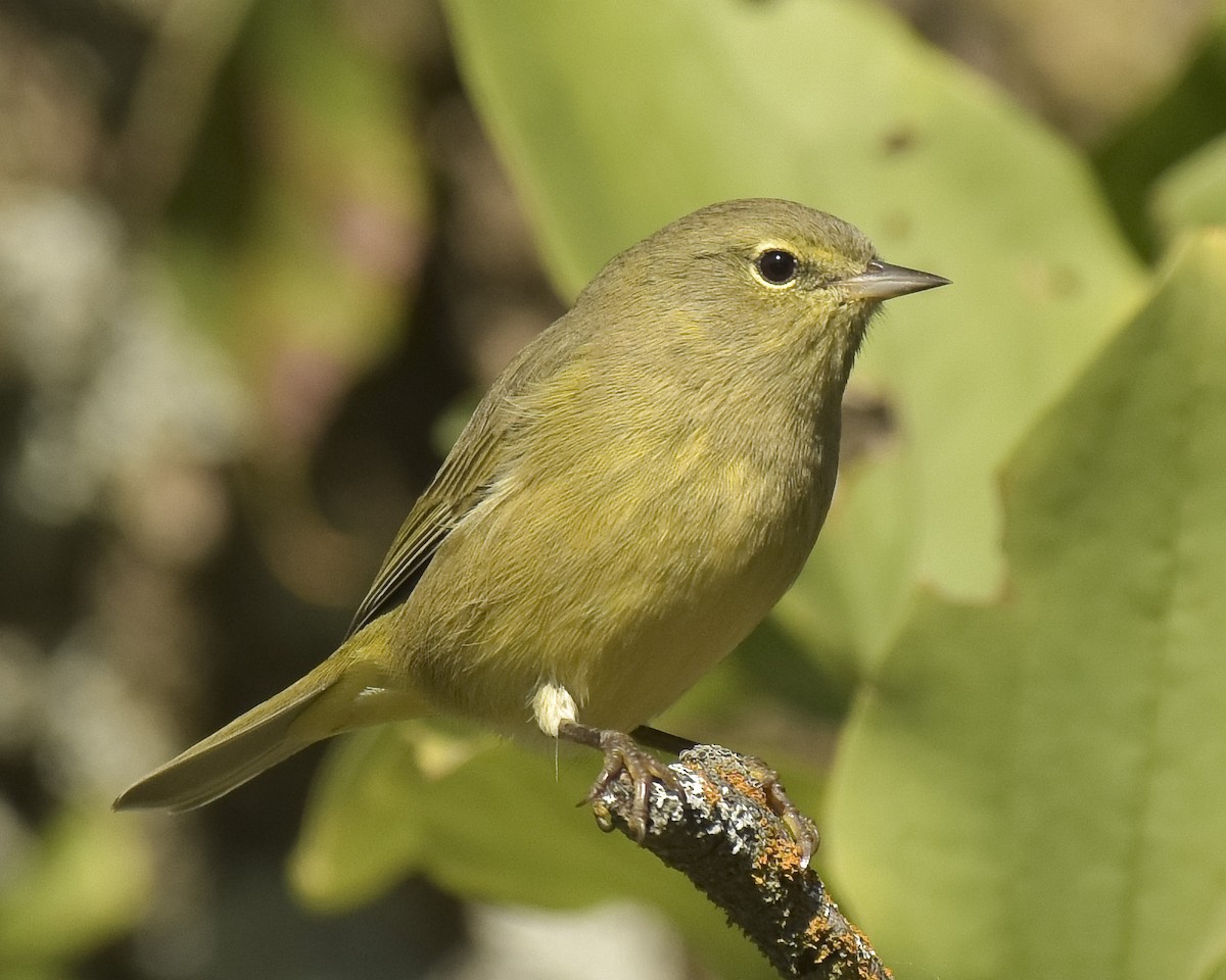 Orange-crowned Warbler - ML266843881