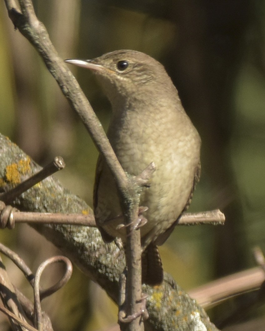 House Wren - ML266843901