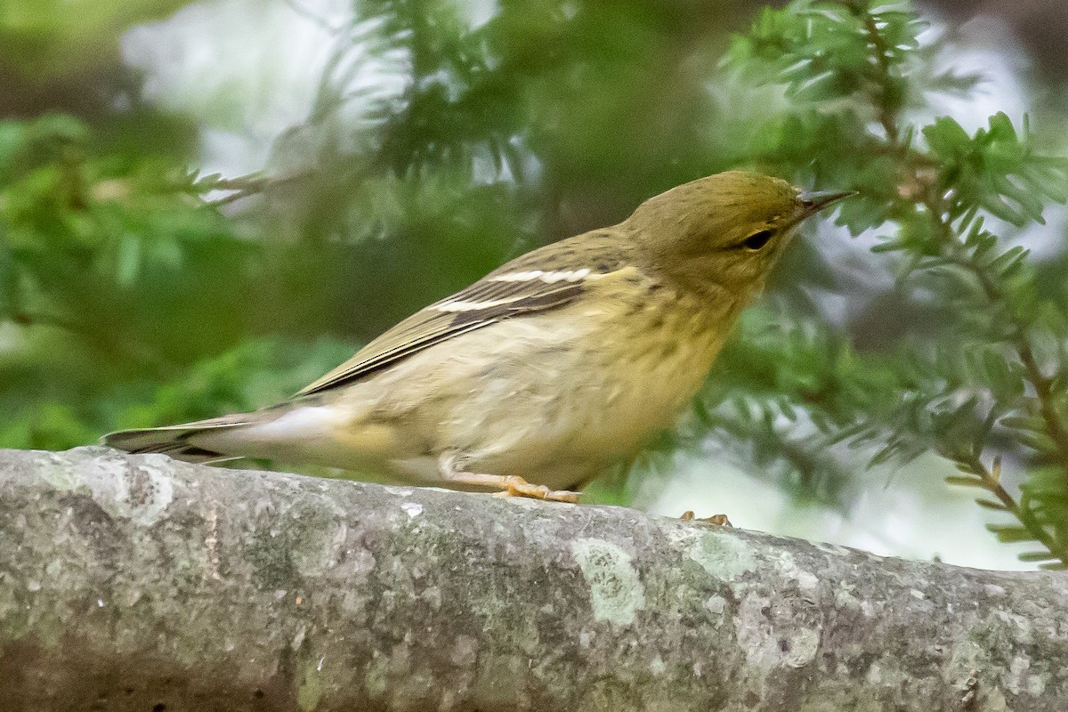 Paruline rayée - ML266844121