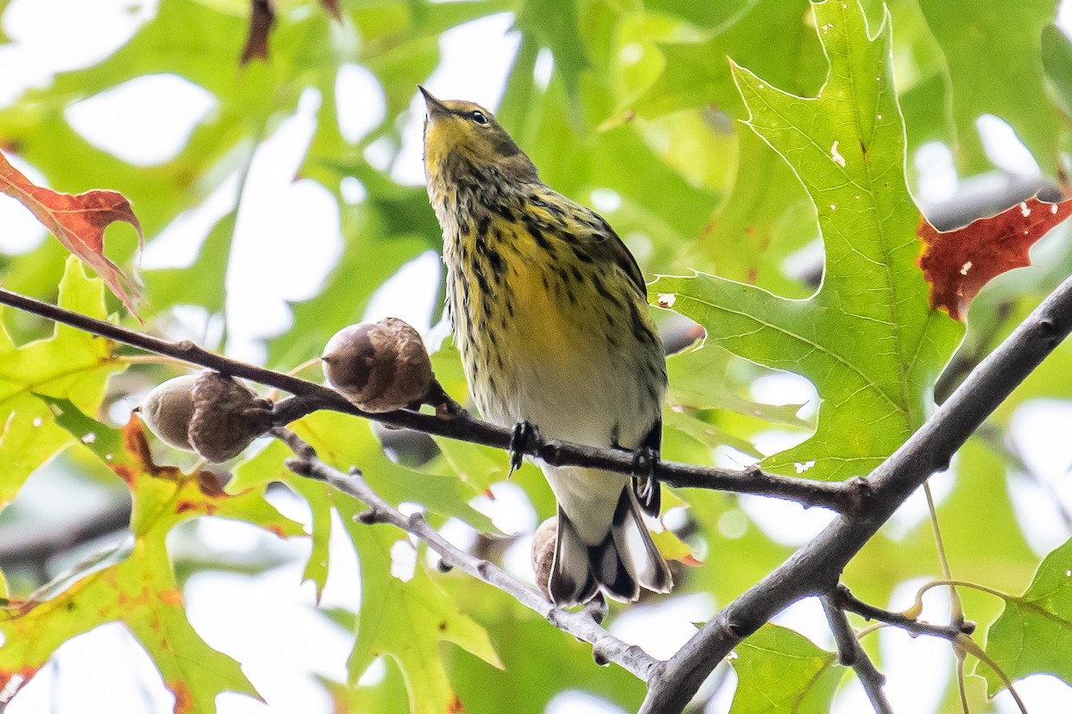 Cape May Warbler - ML266844431