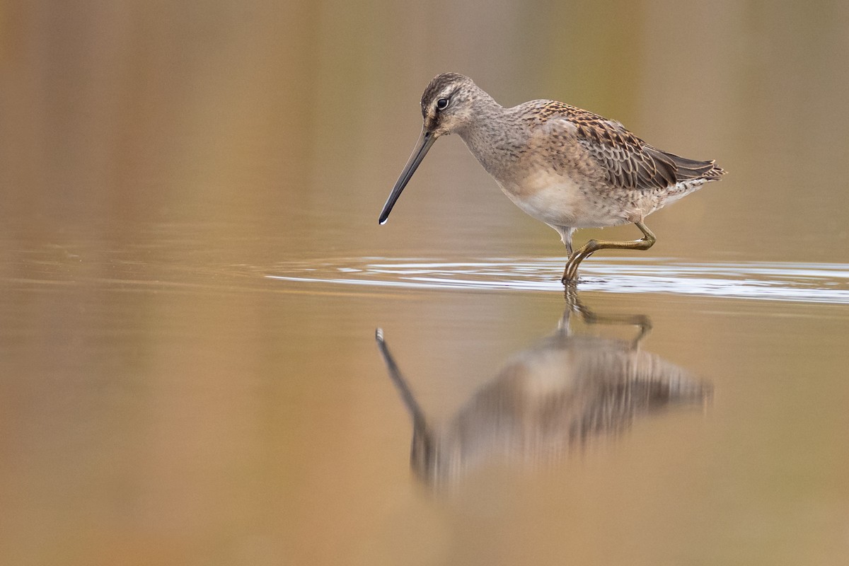 Long-billed Dowitcher - Paul Jones