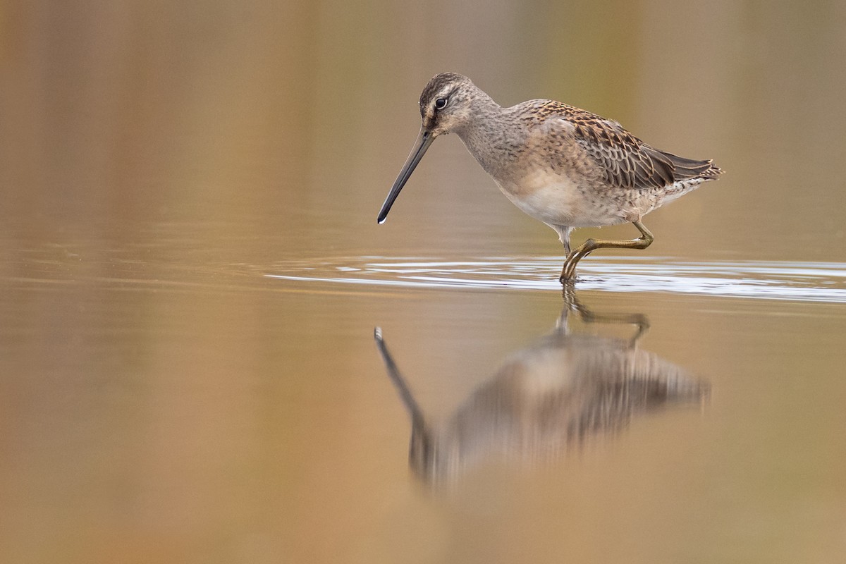 Long-billed Dowitcher - ML266844751