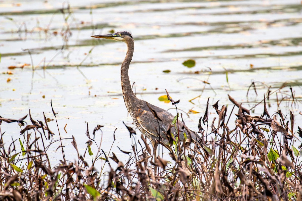 Great Blue Heron - Chris S. Wood