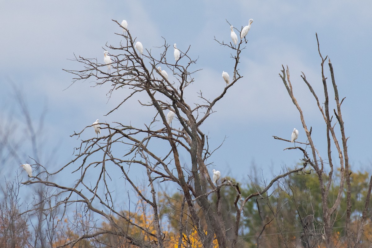 Great Egret - ML266845181