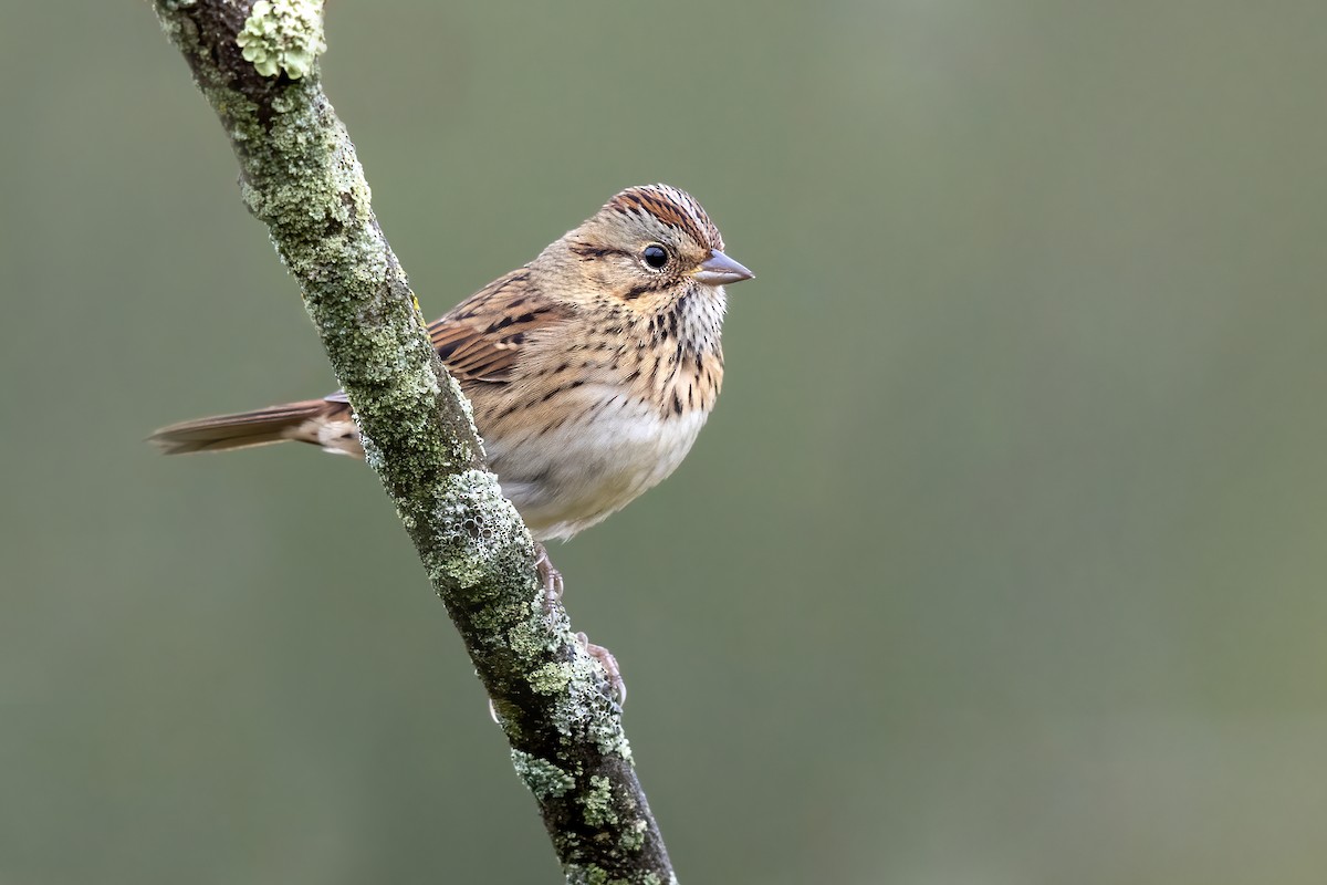 Lincoln's Sparrow - ML266845261