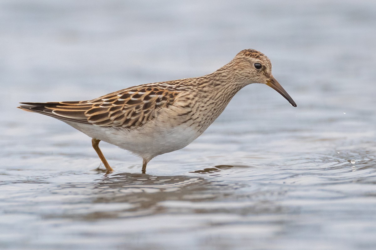 Pectoral Sandpiper - ML266845371