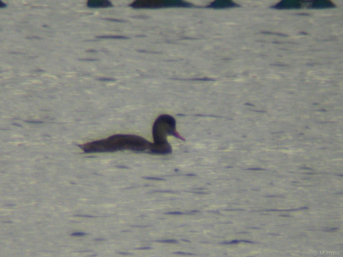 Red-crested Pochard - ML266845541