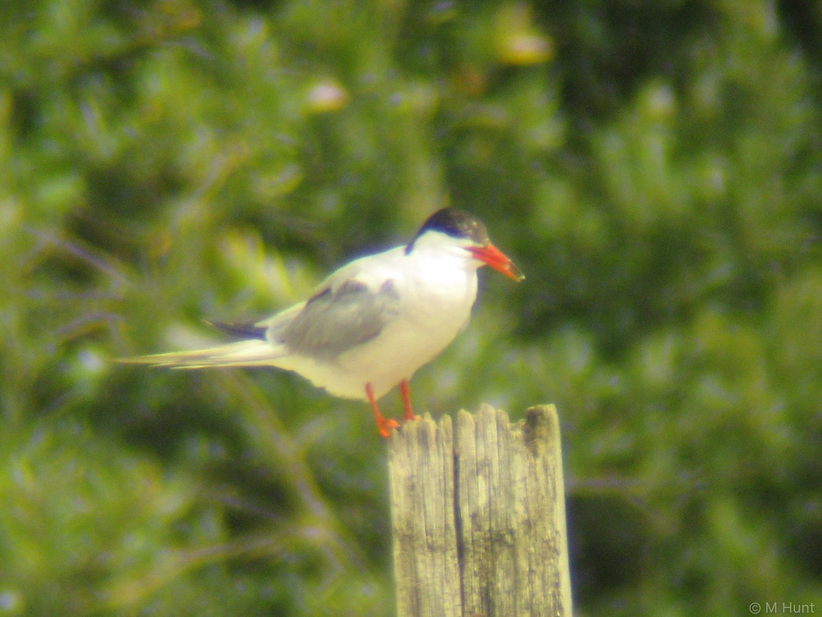 Common Tern - ML266845681