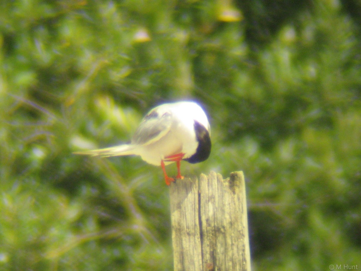 Common Tern - Marcus Hunt