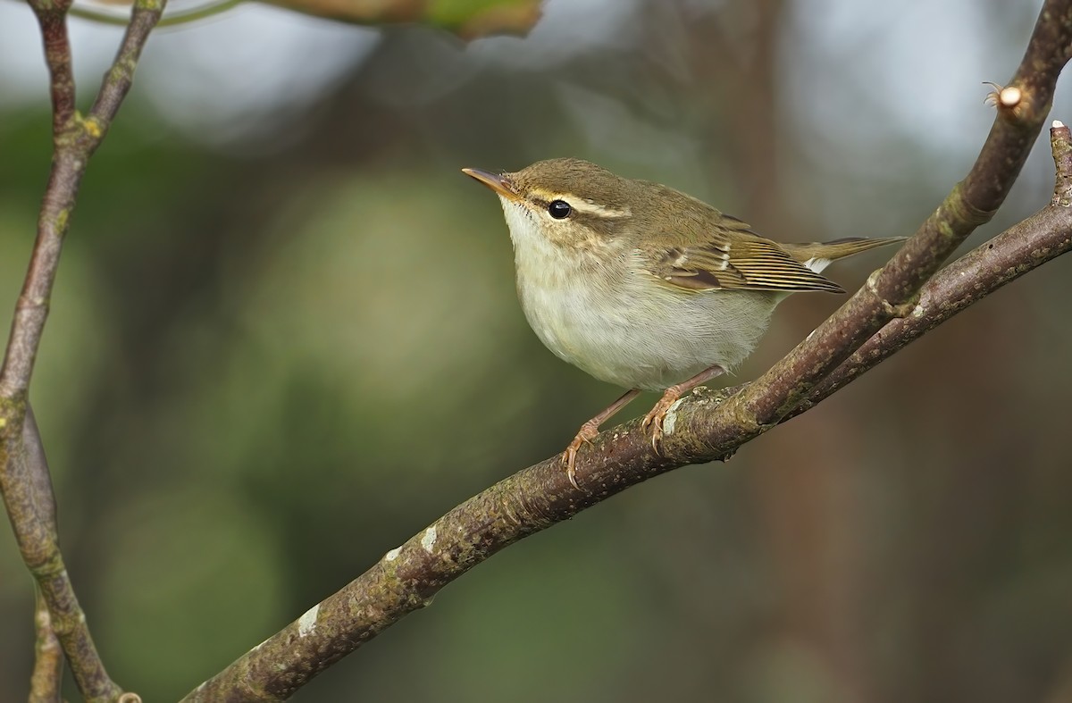 Arctic Warbler - Robert Hutchinson / Birdtour Asia