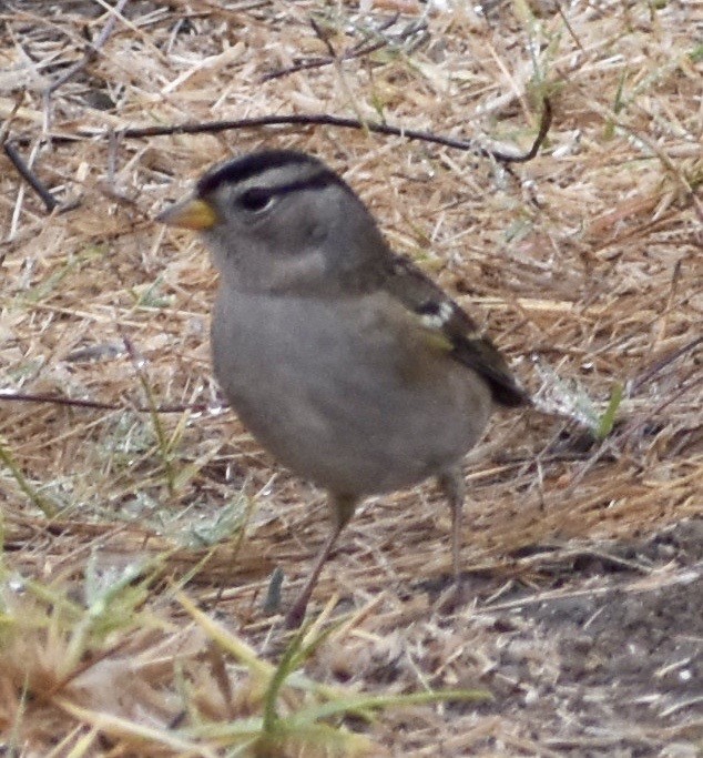 White-crowned Sparrow - ML266847111