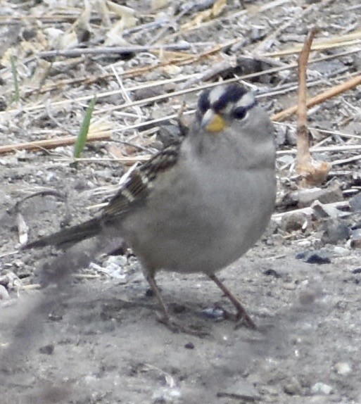 White-crowned Sparrow - ML266847131