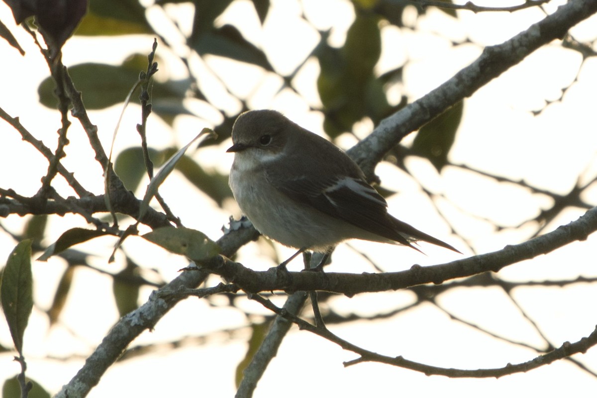 European Pied Flycatcher - ML266847321