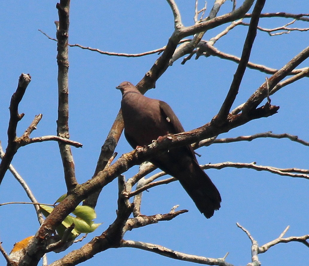 Ruddy Pigeon - ML266850491