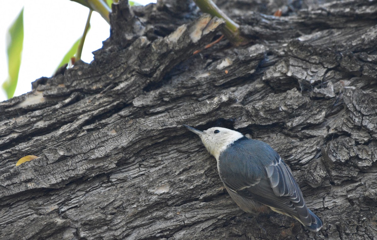 White-breasted Nuthatch - ML266850541