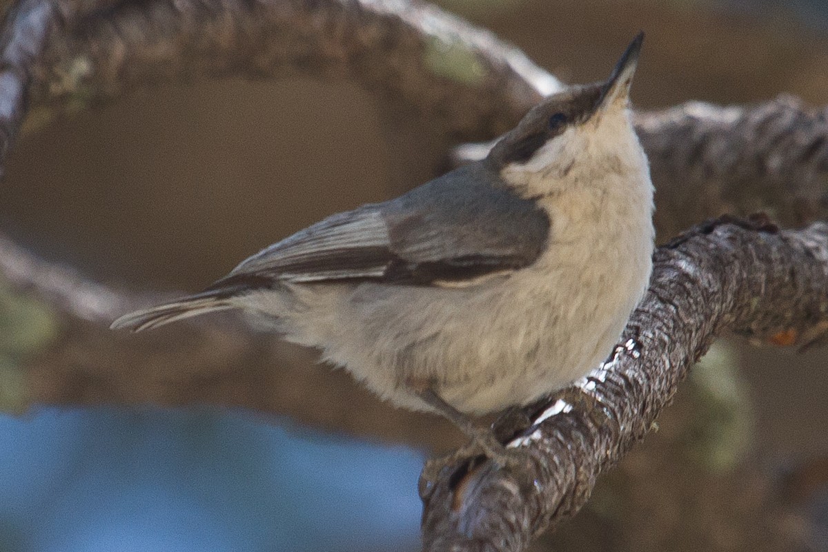 Pygmy Nuthatch - Graham Smith