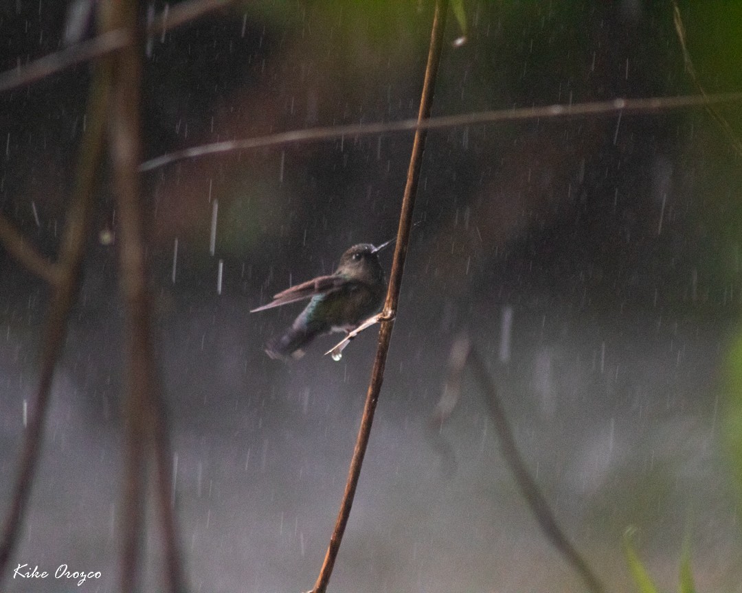 Green-fronted Lancebill - ML266851081