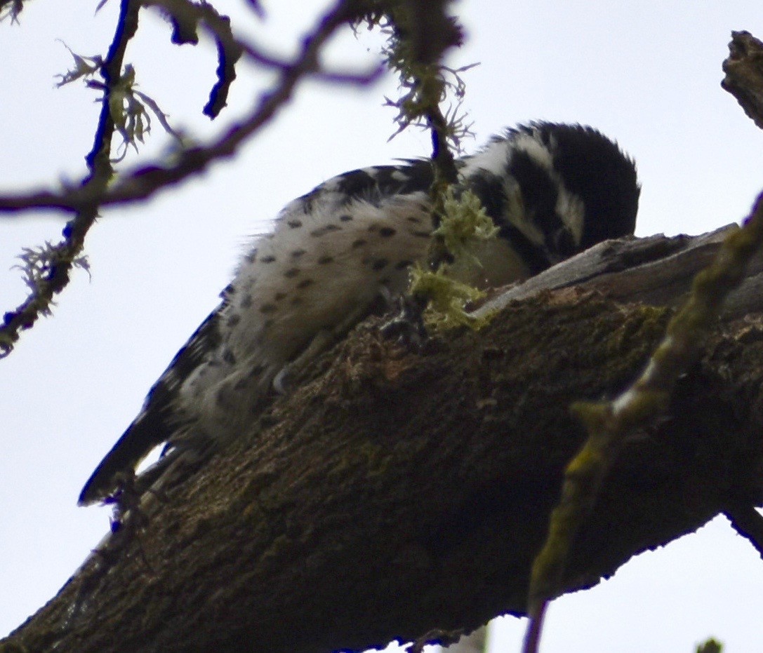 Nuttall's Woodpecker - ML266851211