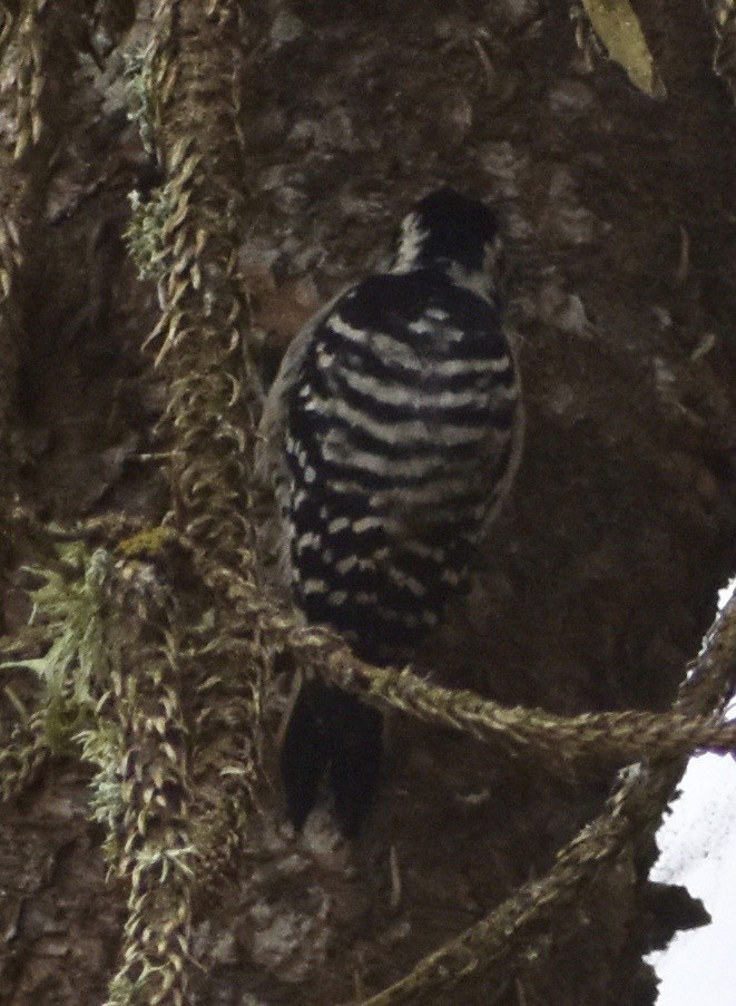 Nuttall's Woodpecker - ML266851221