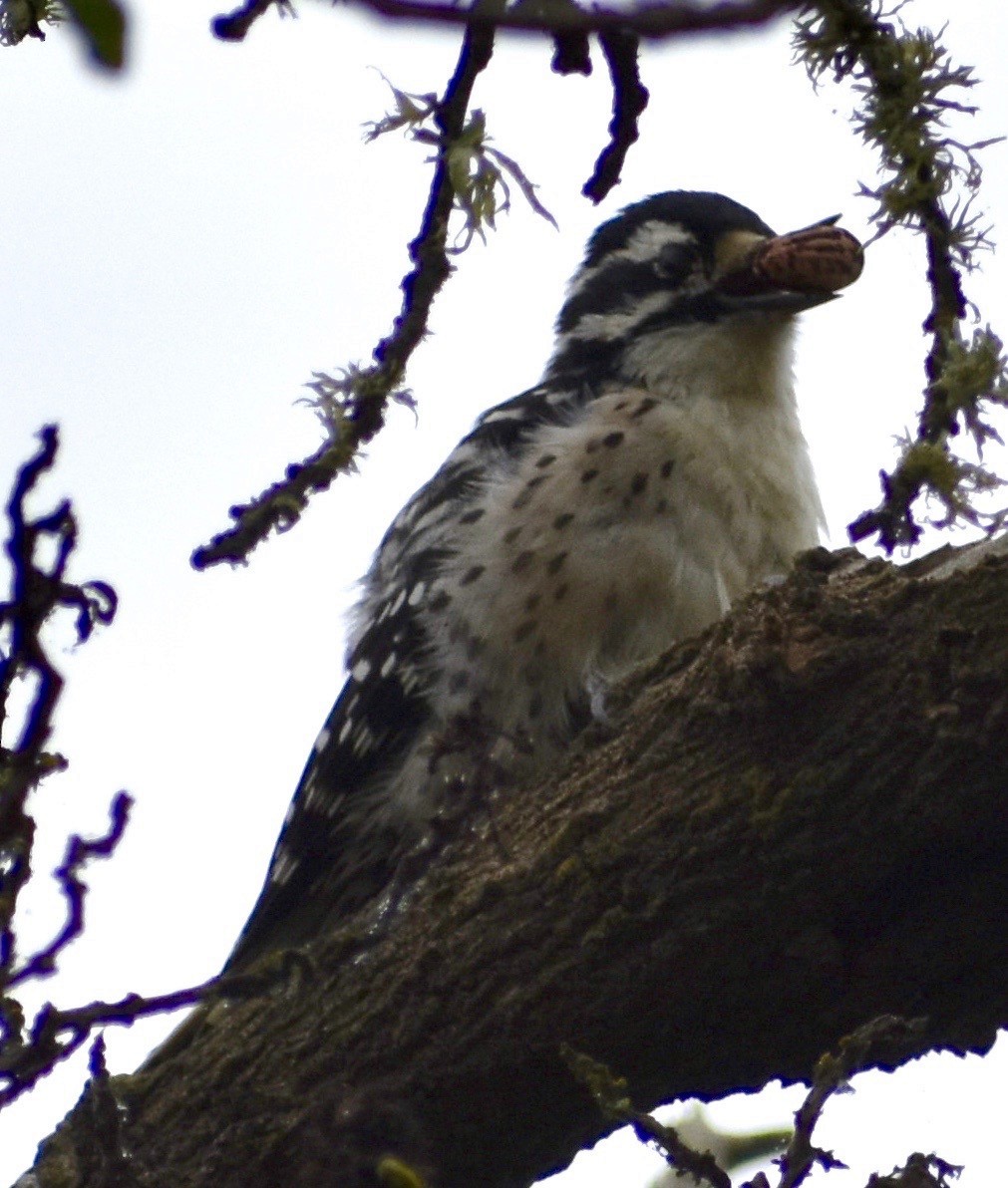 Nuttall's Woodpecker - ML266851261