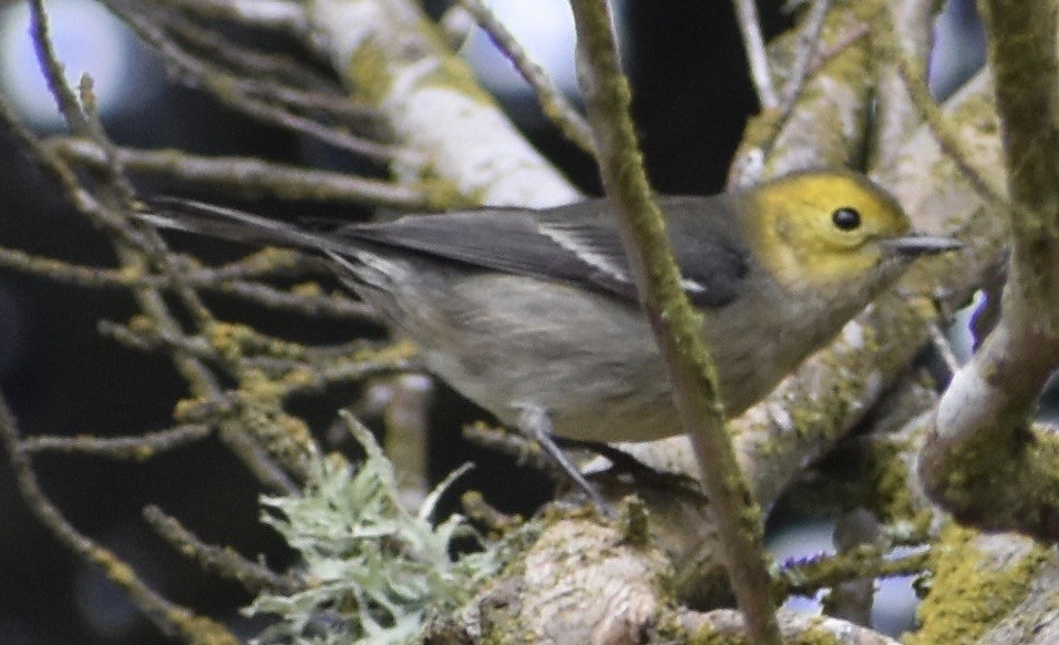 Hermit Warbler - ML266854351