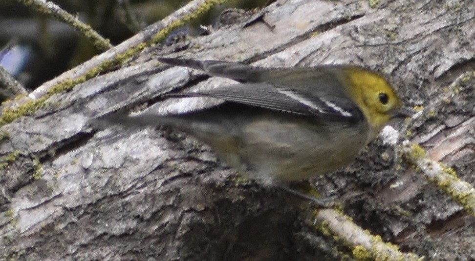 Hermit Warbler - ML266854361