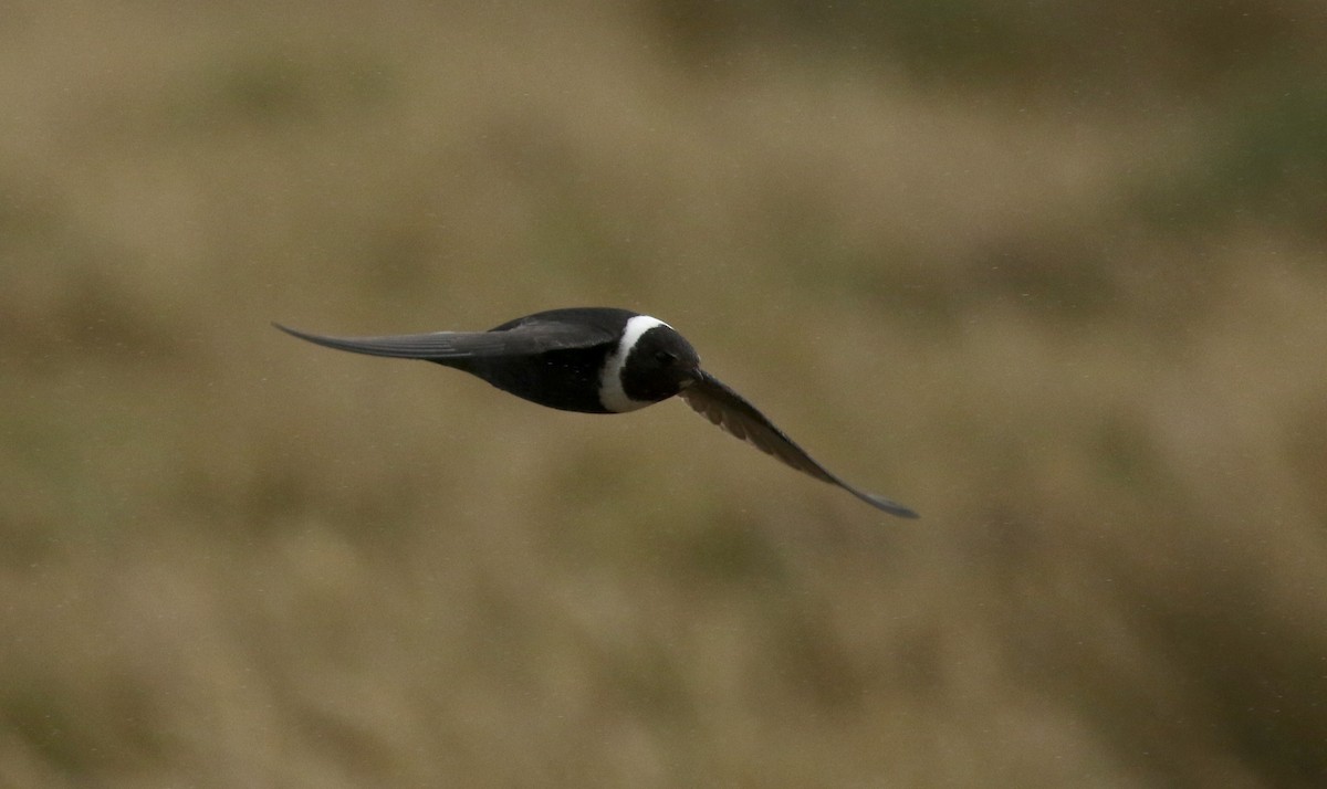 White-collared Swift - Jay McGowan