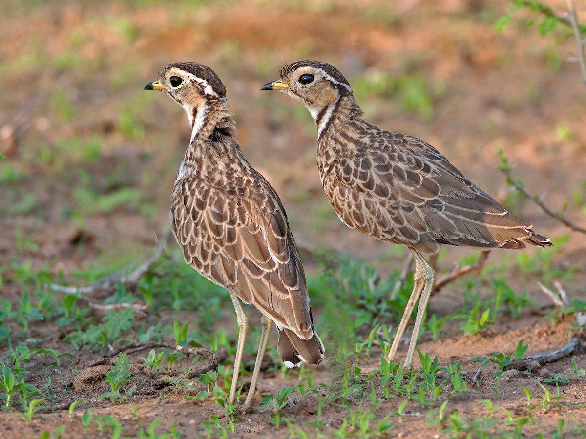 Three-banded Courser - ML266857331