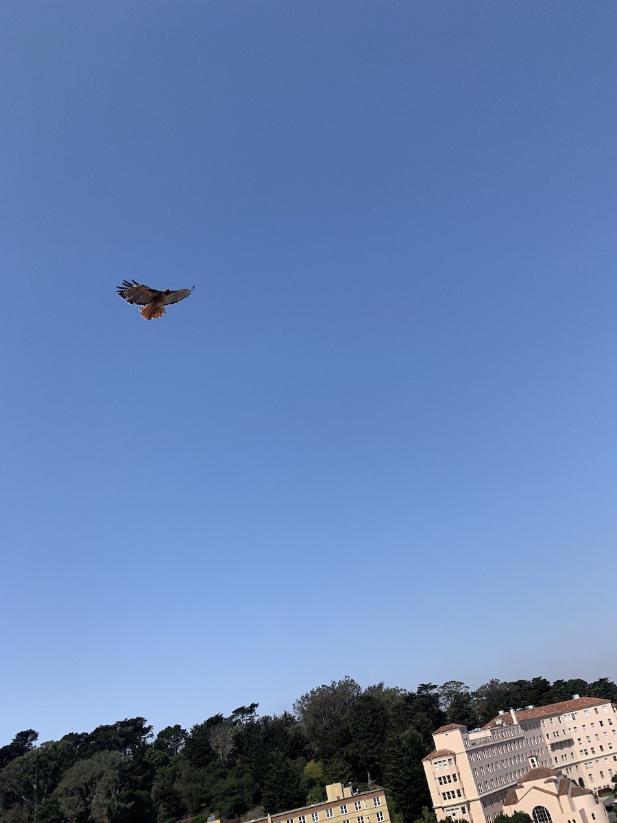 Red-tailed Hawk - Kara Shurmantine