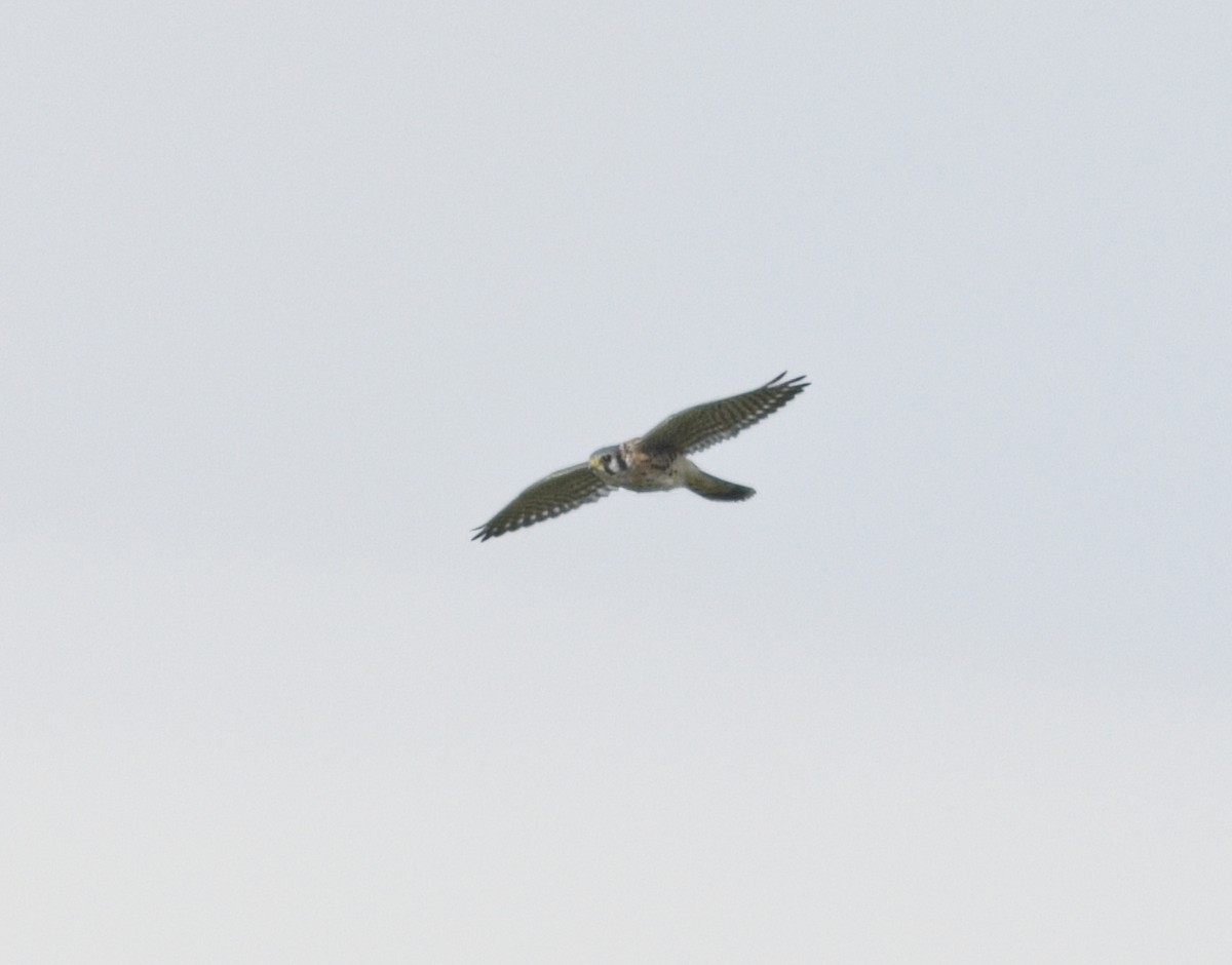 American Kestrel - ML266860591