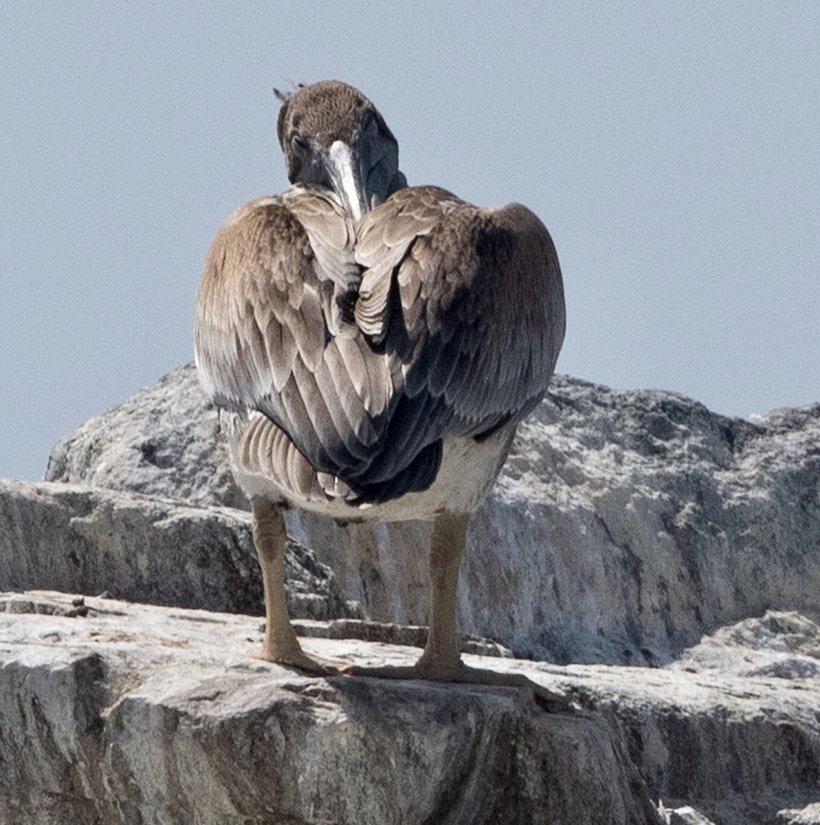 Brown Pelican - ML266861051