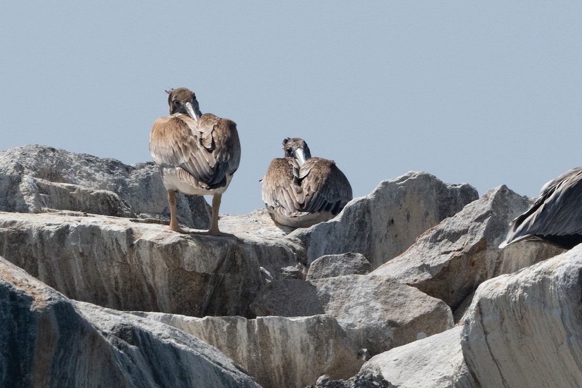 Brown Pelican - Cynthia  Case