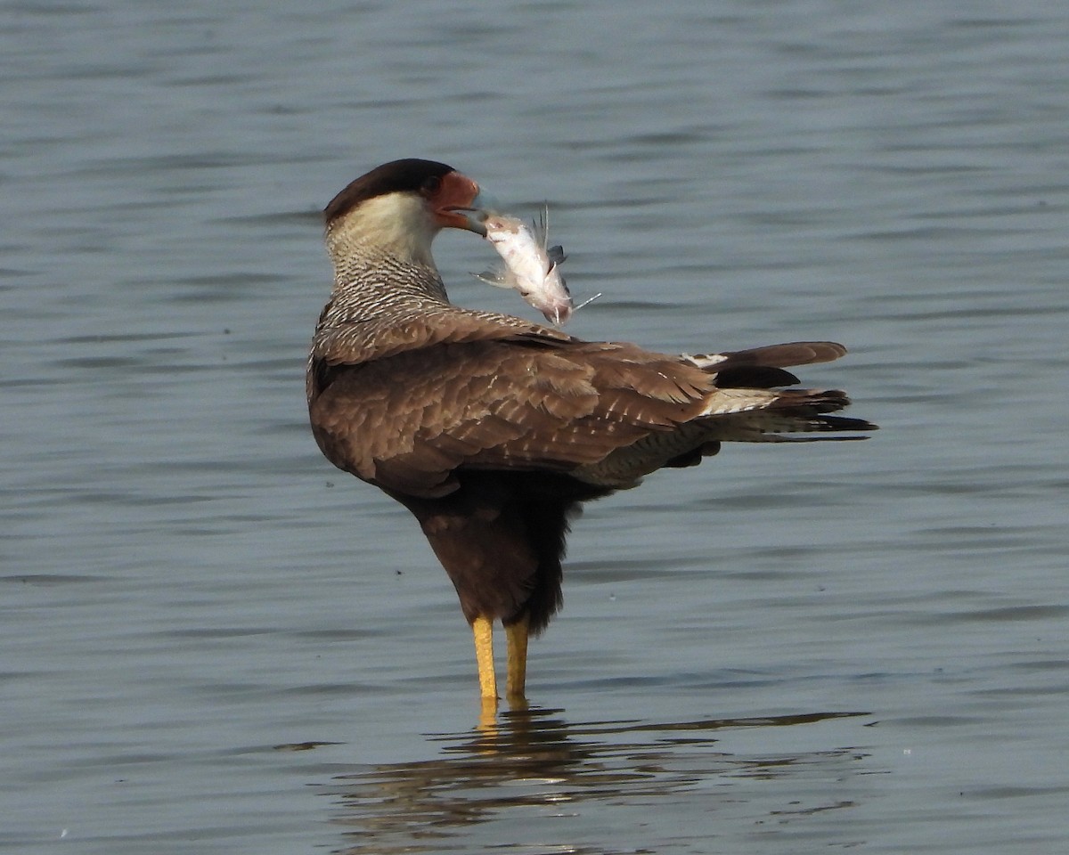 Crested Caracara (Southern) - ML266861161