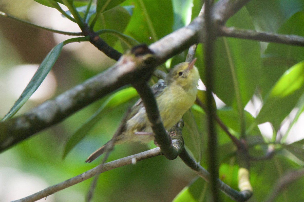 Bicolored Conebill - ML266861191