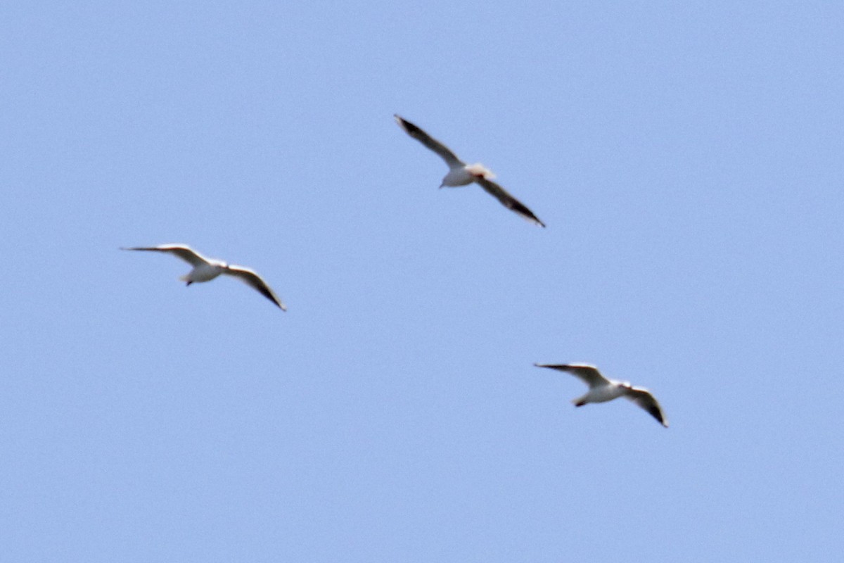 Black-headed Gull - Francisco Barroqueiro