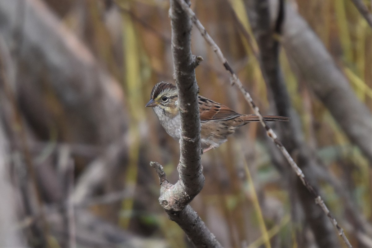 Swamp Sparrow - Braden Judson