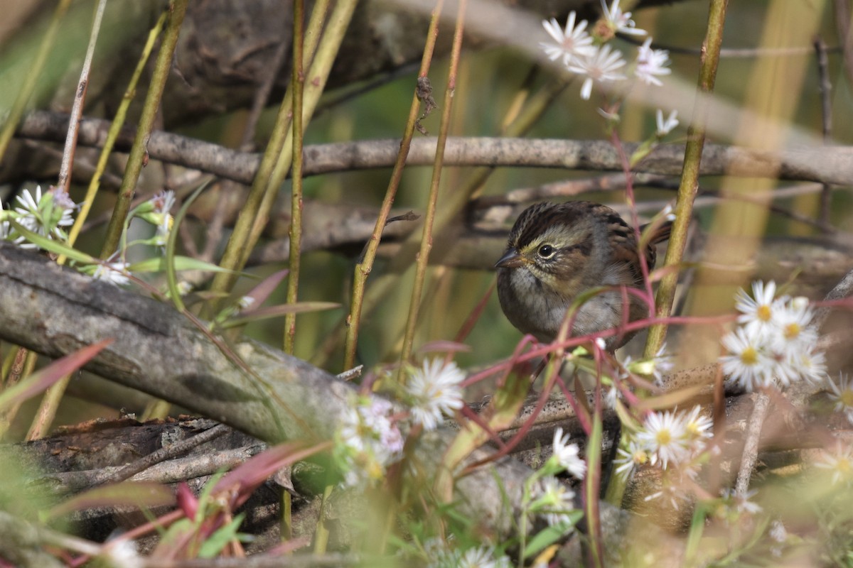 Swamp Sparrow - Braden Judson