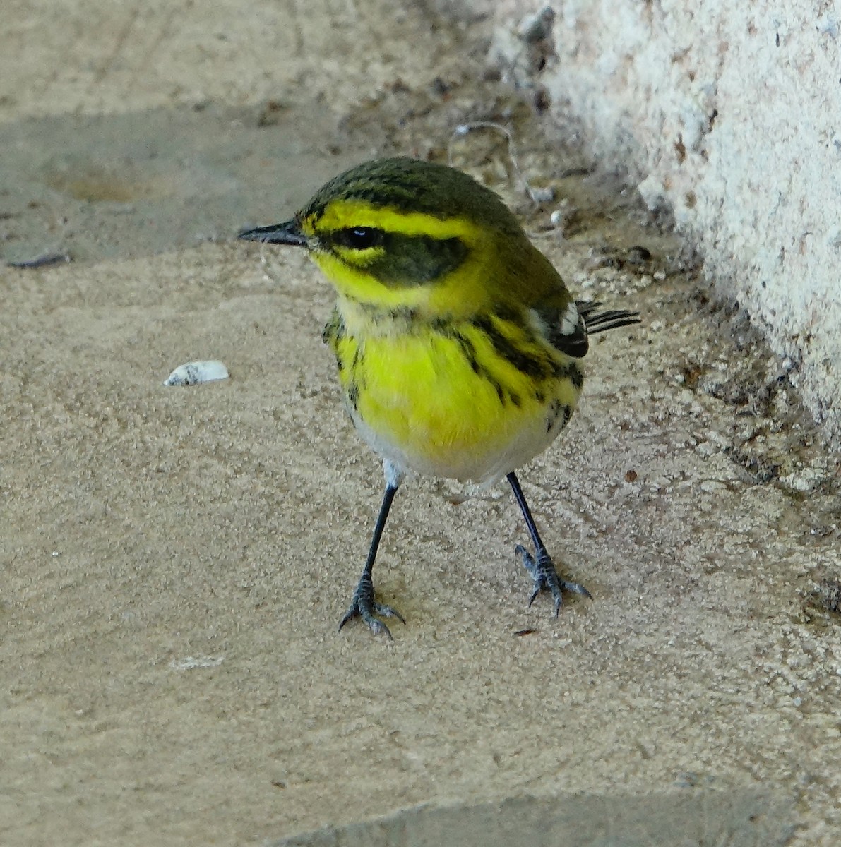 Townsend's Warbler - Carolyn Ohl, cc