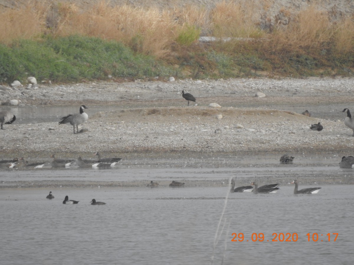 White-faced Ibis - ML266864421