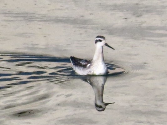 Red-necked Phalarope - ML266864861