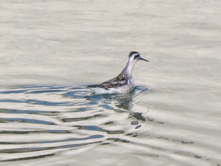 Red-necked Phalarope - Edward Wetzel