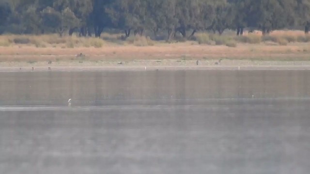 White-winged Tern - ML266865531